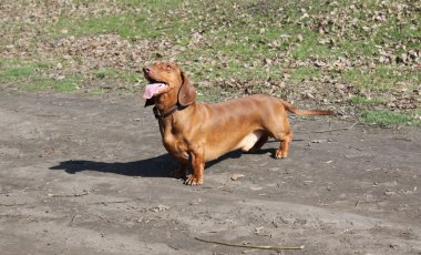 köpek doğurmak dachshund