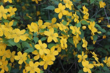 Sarı çiçekli çiçekli çalı.