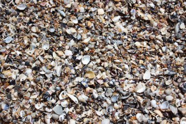 deniz kabuklarının arkaplanı.