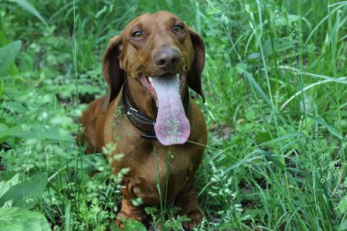 köpek doğurmak dachshund