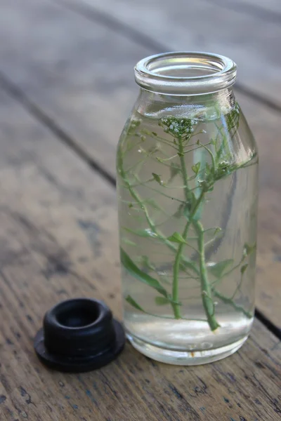 Sprig plante dans une bouteille en verre . — Photo