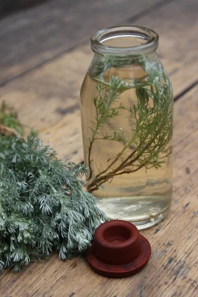 Sprig plante dans une bouteille en verre . — Photo