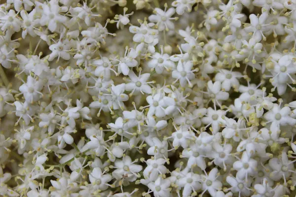 Flores blancas saúco — Foto de Stock