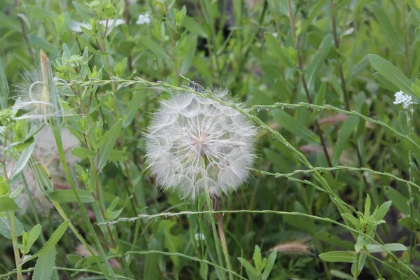 Witte paardebloem geblazen in het gras — Stockfoto