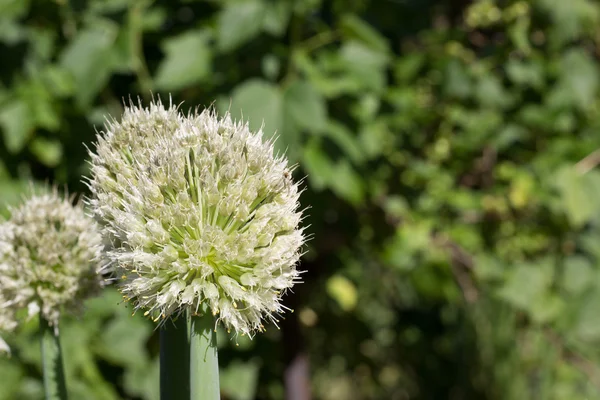 Tallos e inflorescencias de cebollas —  Fotos de Stock