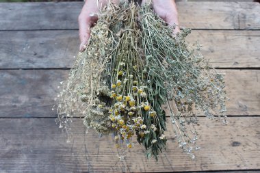 Kadınların elleri kuru ot