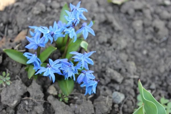 Big beautiful blue hyacinth flower. Early spring, — Stock Photo, Image