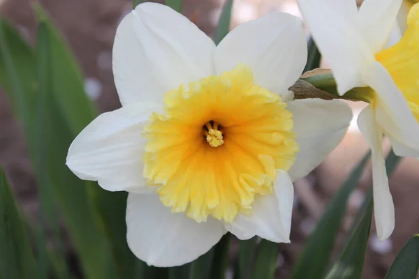 Gran flor de narciso blanco hermoso. Primavera temprana — Foto de Stock