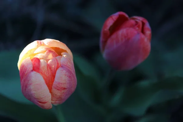Růžový tulipán květina ve městě jarní zahrada — Stock fotografie