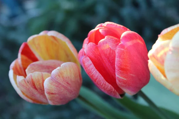 Růžový tulipán květina ve městě jarní zahrada — Stock fotografie