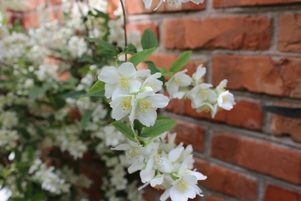 桜の白い花。農業｜泉庭. — ストック写真