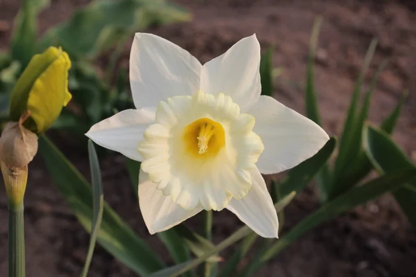 Große Schöne Weiße Narzissenblüte Vorfrühling — Stockfoto