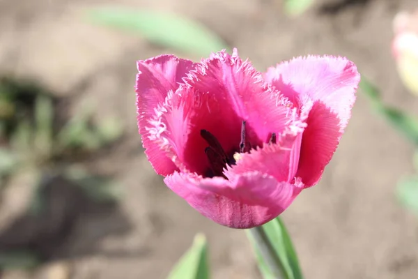 Flor Tulipa Rosa Jardim Primavera Cidade — Fotografia de Stock