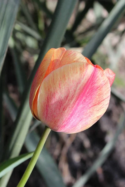 Flor Tulipa Rosa Jardim Primavera Cidade — Fotografia de Stock