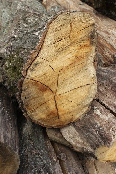 Arrière Plan Vieil Arbre Qui Éclate Souche Pourrie — Photo