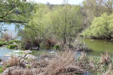Büyük granit taşlı bir nehir. Steppe. Doğa rezervi