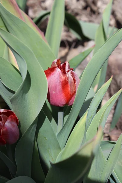 Červený Tulipán Květina Městě Jarní Zahrada — Stock fotografie