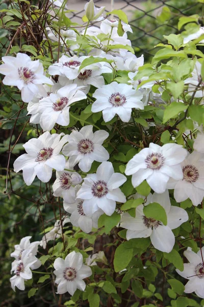 Крупные Белые Цветки Клематиса Зеленые Листья — стоковое фото