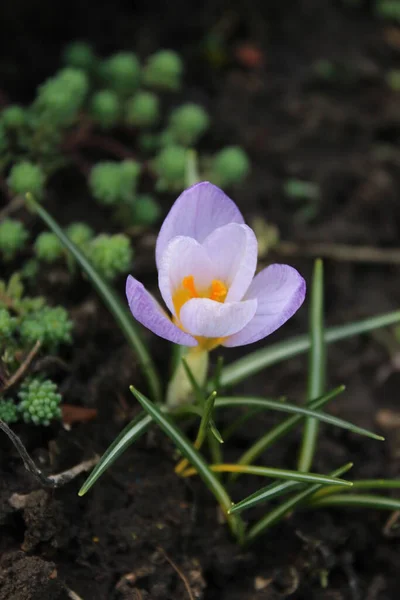 Piccolo fiore di croco azzurro su uno sfondo di terreno. Inizio primavera. — Foto Stock