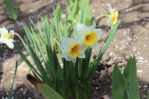 大きな美しい白い水仙の花。早春 — ストック写真