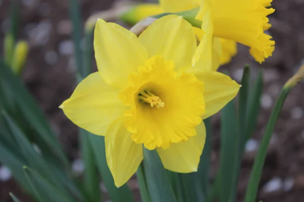 Große schöne gelbe Narzissenblüte. Vorfrühling — Stockfoto