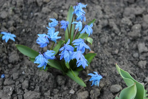 Big beautiful blue hyacinth flower. Early spring, — Stock Photo, Image