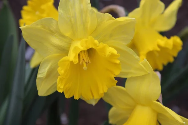 Gran flor de narciso amarillo hermoso. Primavera temprana — Foto de Stock