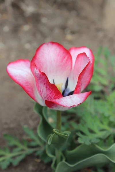 Flor de tulipa rosa no jardim da primavera da cidade — Fotografia de Stock