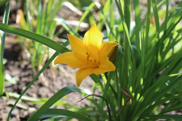 Tulipanes amarillos flores en el jardín de primavera de la ciudad — Foto de Stock