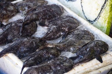 depicts the Anglerfish, a fish renowned for its bizarre appearance and deep-sea habitat