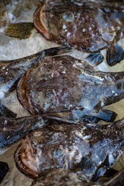 depicts the Anglerfish, a fish renowned for its bizarre appearance and deep-sea habitat