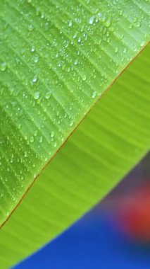 Tropikal muson mevsiminde büyük palmiye yapraklarından büyük yağmur damlaları düşer. Yüksek kalite 4k görüntü