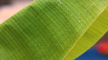 Tropikal muson mevsiminde büyük palmiye yapraklarından büyük yağmur damlaları düşer. Yüksek kalite 4k görüntü