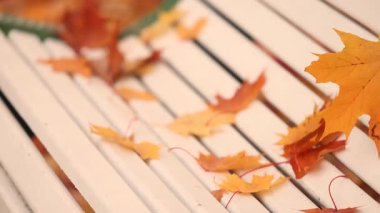 Sarı sonbahar yaprakları güneşli bir günde beyaz bir park bankına saçılmış. Yüksek kalite 4k görüntü