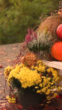 Balkabaklarıyla, sebzelerle ve çiçeklerle dolu bir sonbahar şenliği. Yüksek kalite 4k görüntü
