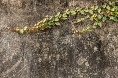 Duvara tırmanan doğal yeşil sarmaşıkla dekore edilmiş gri beton doku. Yüksek kalite fotoğraf
