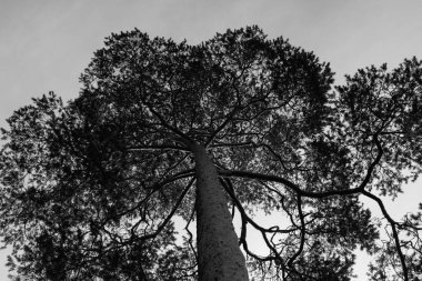 Tacını gören bir çam ağacının siyah ve beyaz fotoğrafı dinginlik ve doğal güzellik atmosferi yaratabilir. Basitliği ve minimalizmiyle bilinen İskandinav tarzı bu tür iç mekanlar için uygundur. Yüksek kalite fotoğraf