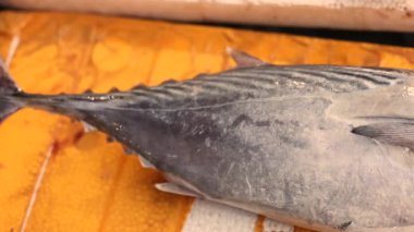 Yerel markette taze yakalanmış ton balığı. Yüksek kalite 4k görüntü