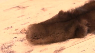 Kürk tarağını geleneksel kürk kürkünde kullanımda kapat