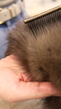 Demir tarak kürk kürk üretim sürecinde samur kürkü düzeltir