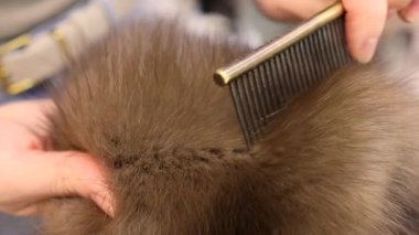 Demir tarak kürk kürk üretim sürecinde samur kürkü düzeltir