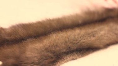 Geleneksel teknikler kullanarak kürk liflerini fırçalayan özel tarağı kapatın.