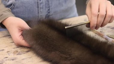 Kürkçü, geleneksel Kanada kürkü üretimi için kürkü elle tarıyor.