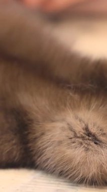 Malzeme hazırlığı sırasında kürkü atölye masasına fırçalayın. Yüksek kalite 4k görüntü