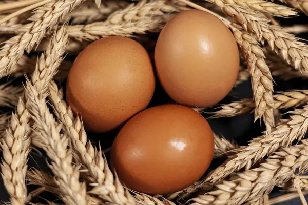 Orelhas Trigo Maduras Frente Lente Centro Estão Três Ovos Galinha — Fotografia de Stock