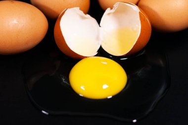 Siyah arka planda yumurta tavuğu.