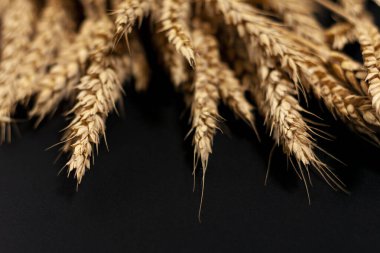 Ekranın üst kısmına bir miktar tahıl yerleştirilir. Altın hasat.