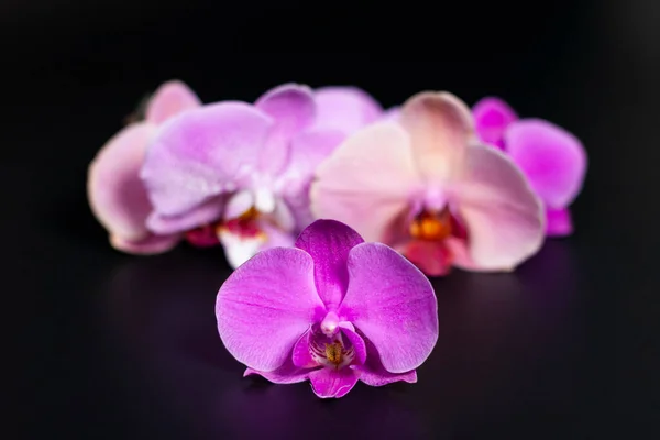 Een groep van lila orchidee bloemen in het midden van het scherm. — Stockfoto