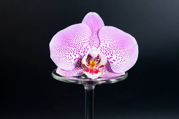 Ένα λουλούδι ορχιδέας βρίσκεται στο κοτσάνι ενός αναποδογυρισμένου γυαλιού. — Φωτογραφία Αρχείου