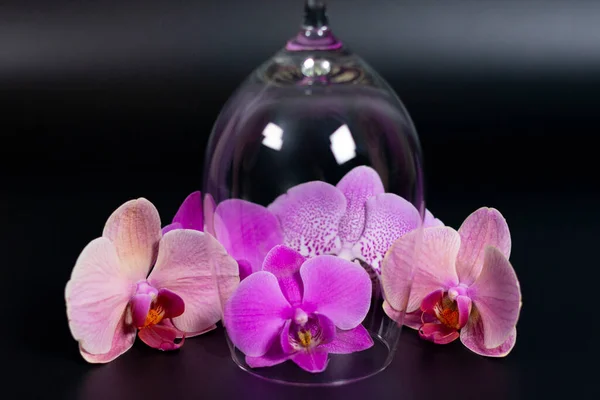Een groep van lila orchidee bloemen van verschillende tinten rond een lege omvergeworpen wijnglas. — Stockfoto